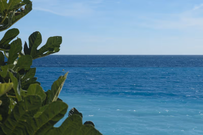 Mare incorniciato da foglie verdi